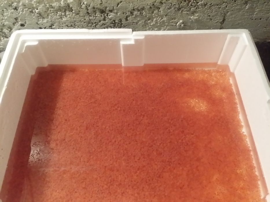 Puiet pastrav curcubeu