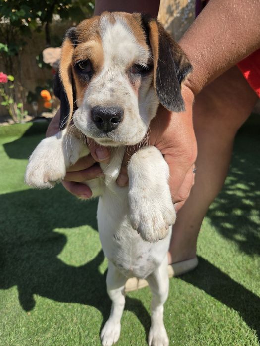 Cațelus beagle 3 luni