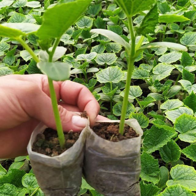 Бодринг кучати сотувда