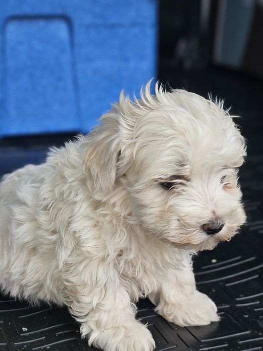 Bichon maltez toy