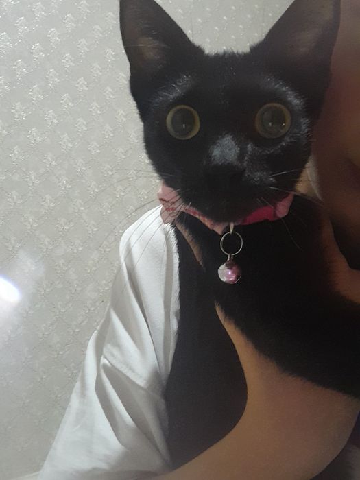 Продаётся красивая чёрная кошка