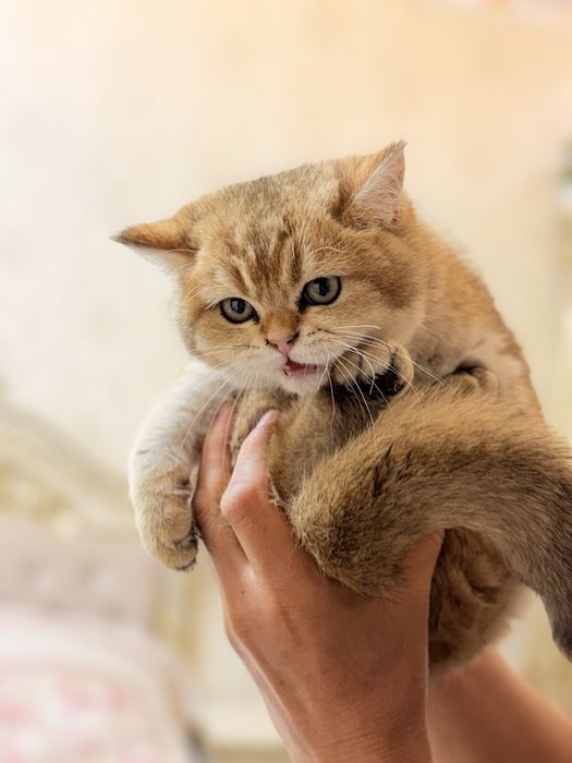 Britanski zolotisti shinshilla sotiladi