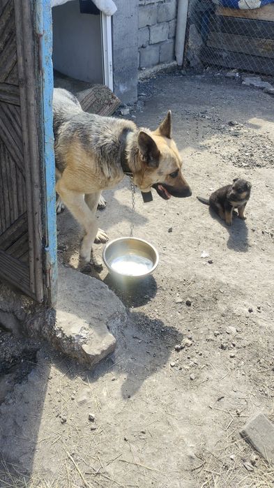 Продам породистого щенка