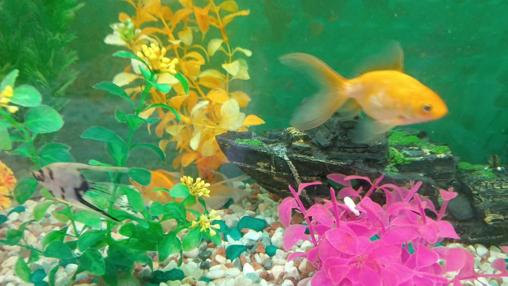 Аквариум с рыбками