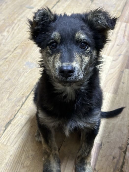 Ищем дом для щенка 4 мес