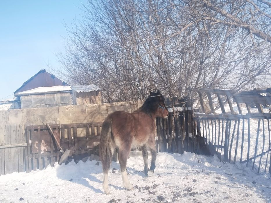 Продаётся тай (молодая лошадь).