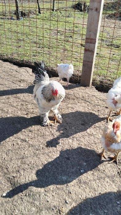 Vând cocoși de țară