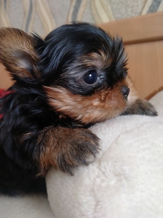 Йоркширский терьер