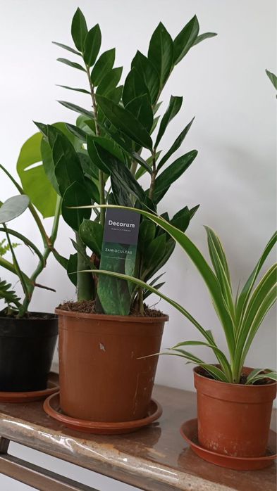 Комнатная растения замиокулкс