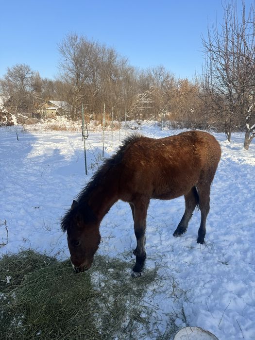 Продам   жеребенка