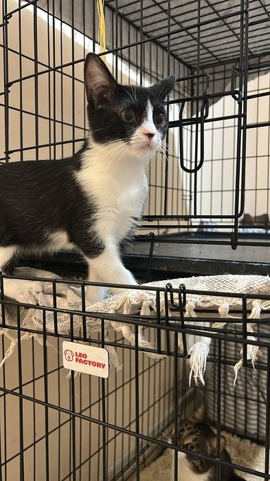 Ищем добрые руки