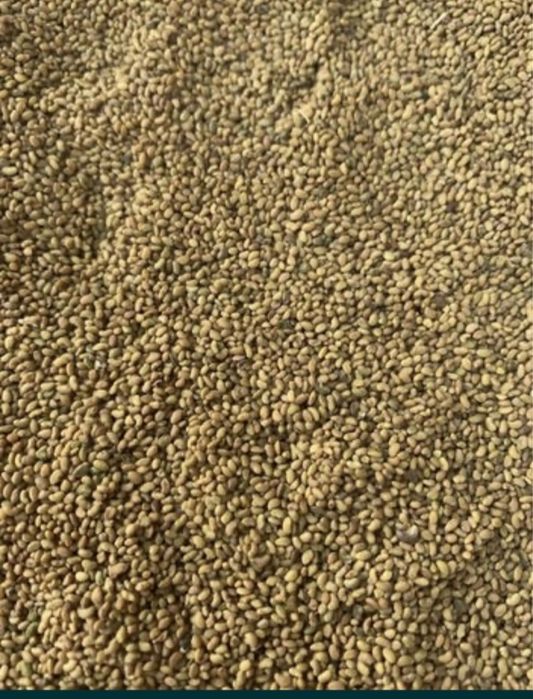 Жонышка урык Жоңышқа ұрық