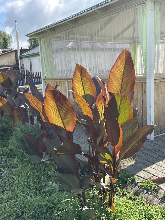 Канны цветы садовые, можно для дома