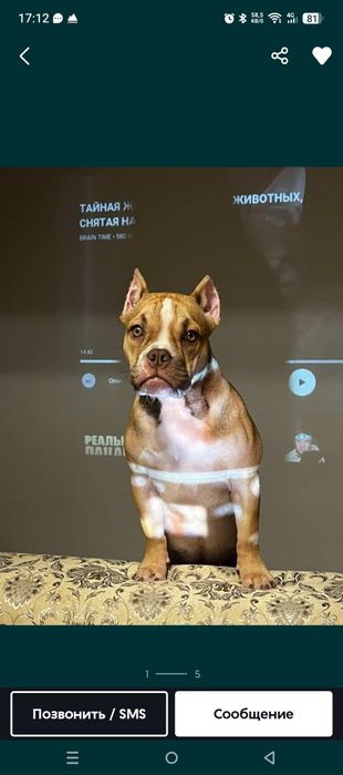 Продам американского Буля