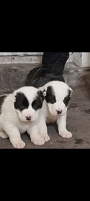 Щенки алабай  ...