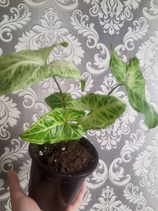 Пеперомия Строманта