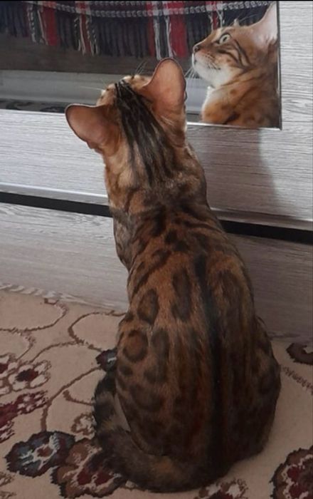 Продаётся Бенгальский котёнок мальчик