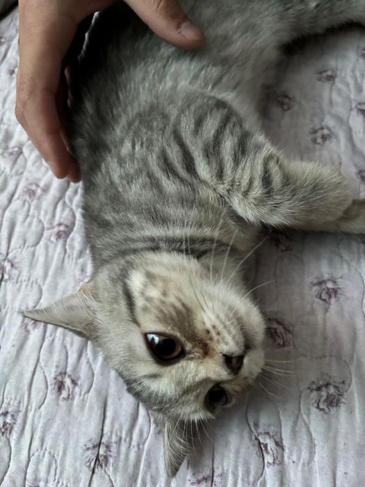 Британдық Мысық өте ақылды