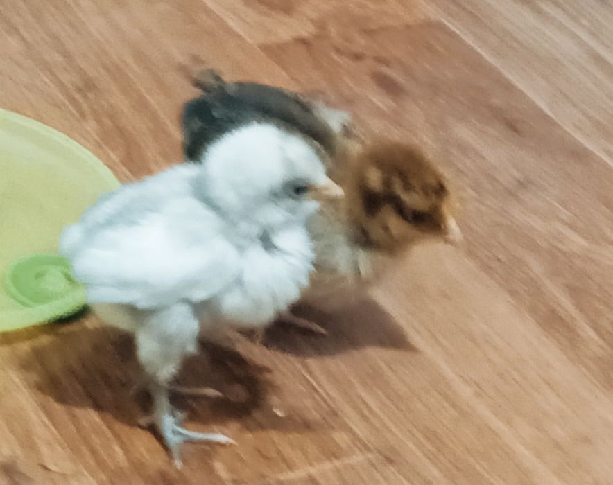 Тауық балапандары сатылады.