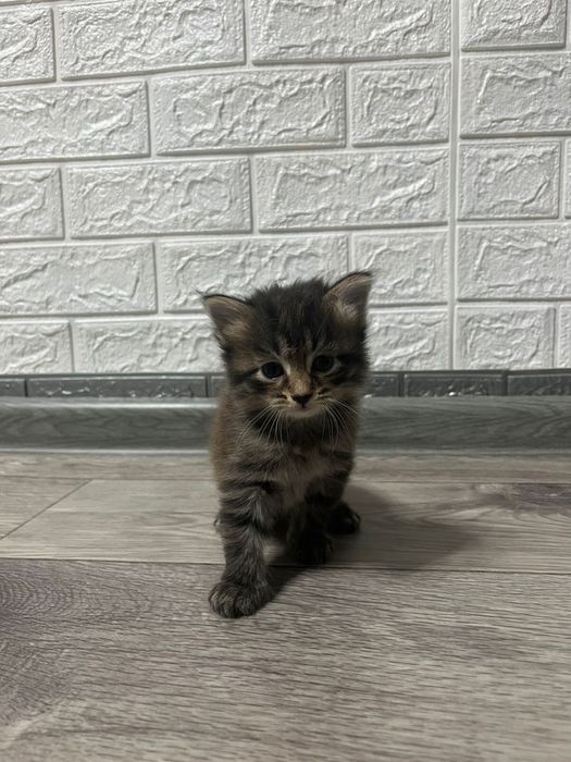 Отдам котенка бесплатно