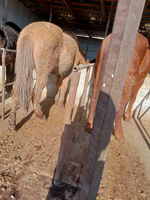 Жылқы сатылады, срочно, бағасын келісеміз