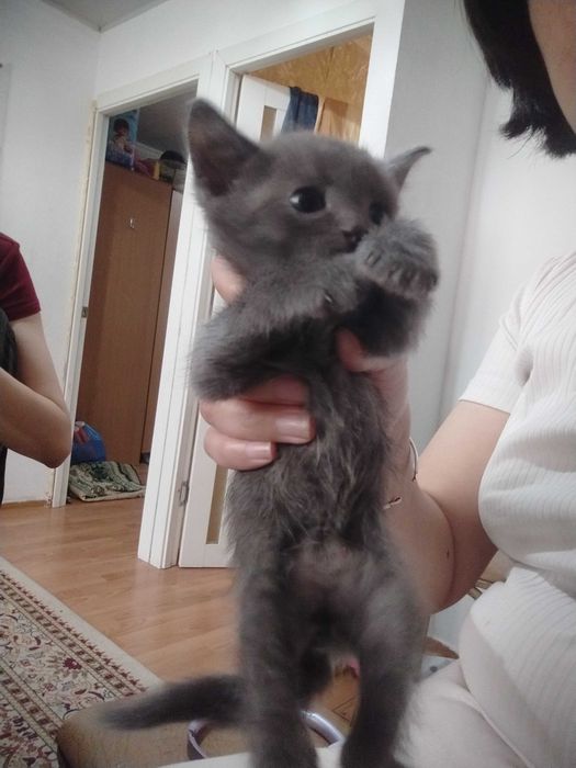 Котенок бесплатно