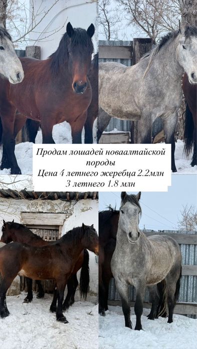 Продам лошадей новаалтайских жеребцов
