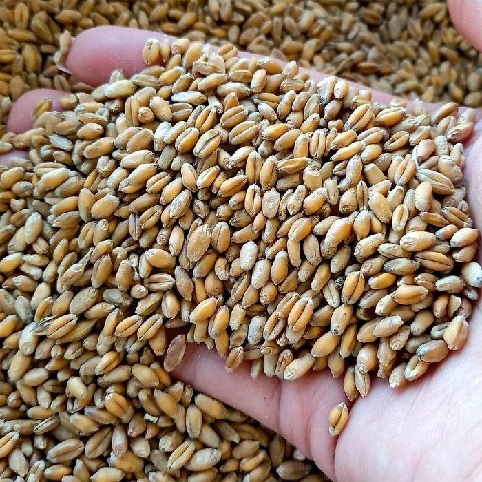 Пшеница.Зерновой чат!