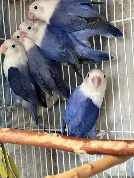 Фиолетовые неразлучники