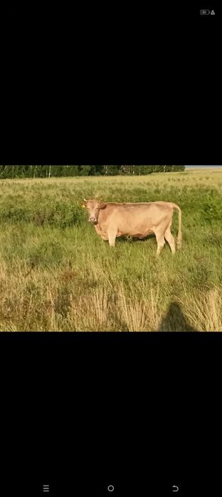 Продам скот находятся Азат -Ивановский