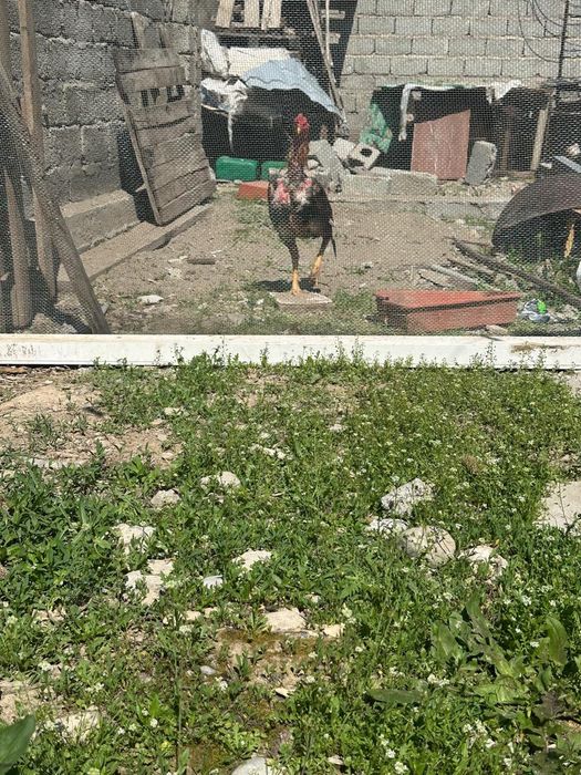 Дәкен қораз сатылады