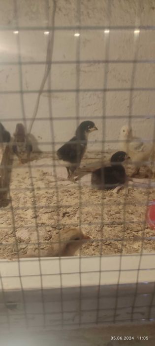 Jo'ja sotiladi Жужалар сoтилади Joja