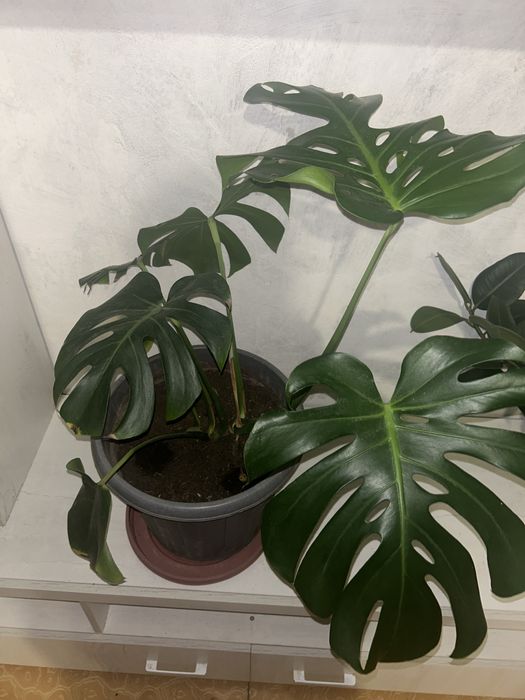 Продам монстеру большую