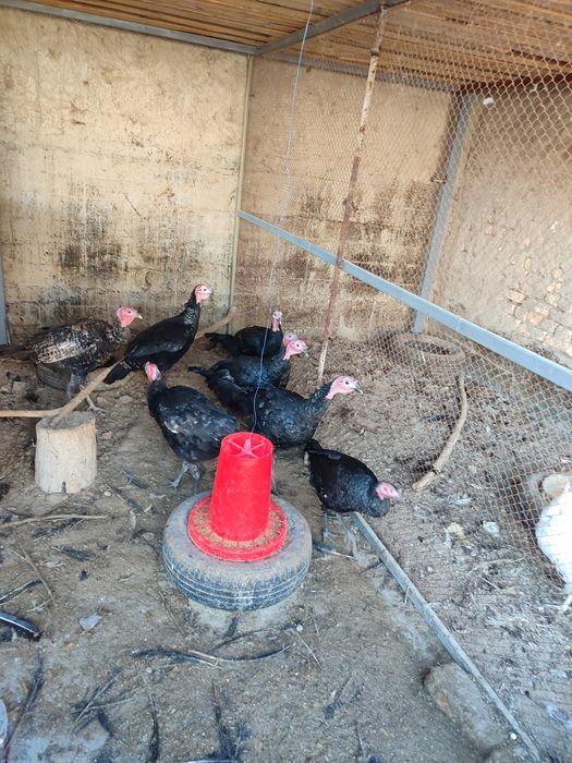 Kurkalar sotiladi 4 vissi