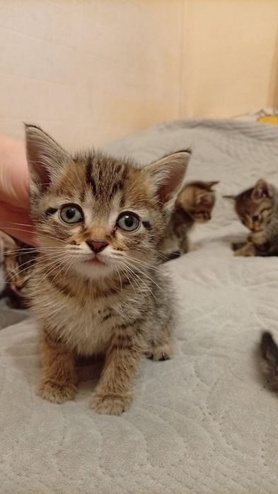 Отдам котят в добрые руки