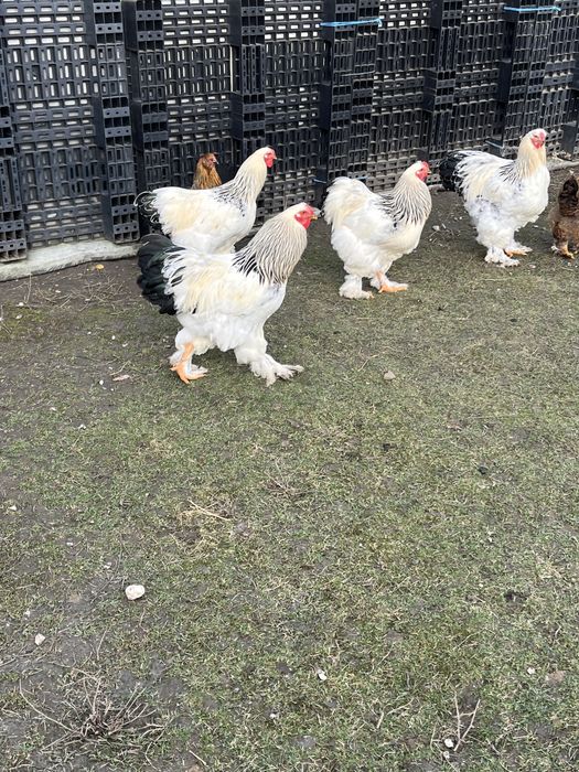 Vand cocosi brahma!!!