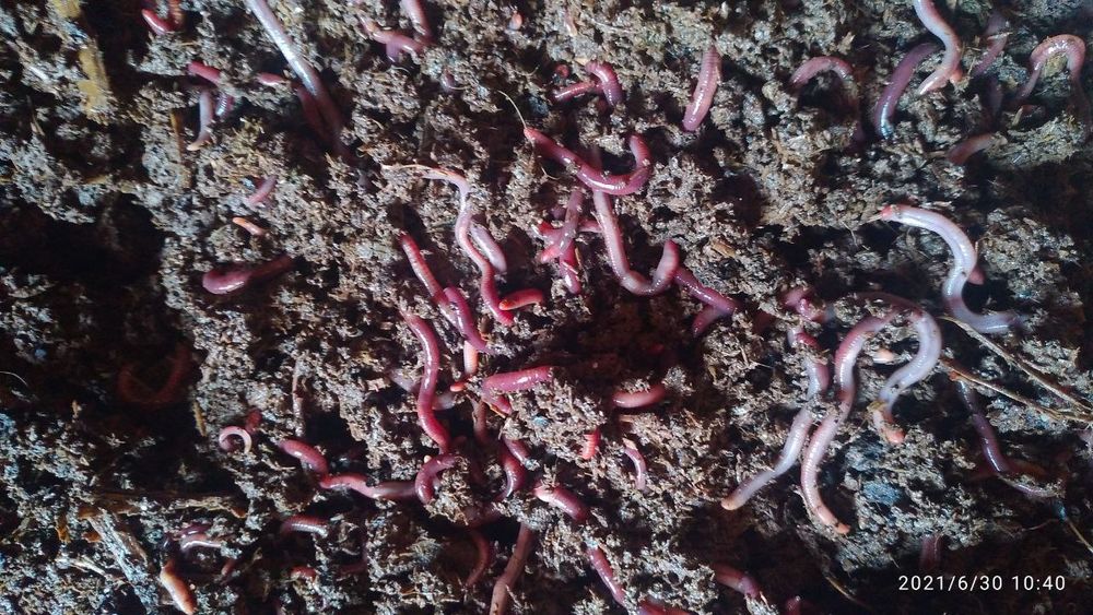 Biogumus va Kaliforniya qizil chuvalchanglari