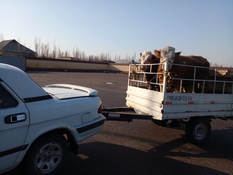 Перевозка грузов юук ташиш хизмати волга прсеб  мол кой от