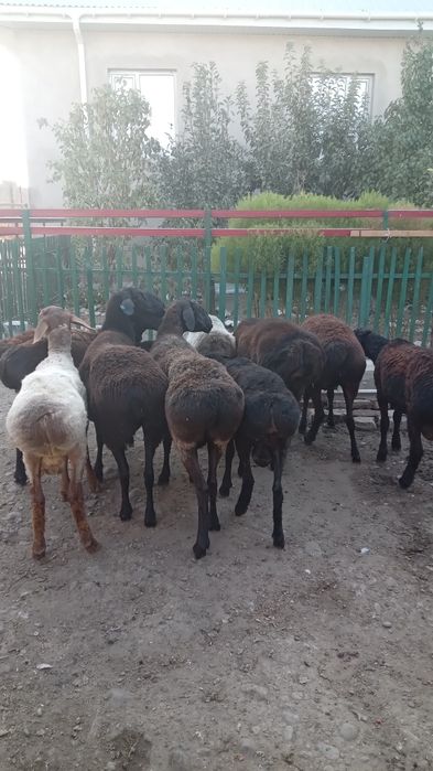 Қошқар  саулық сатылады