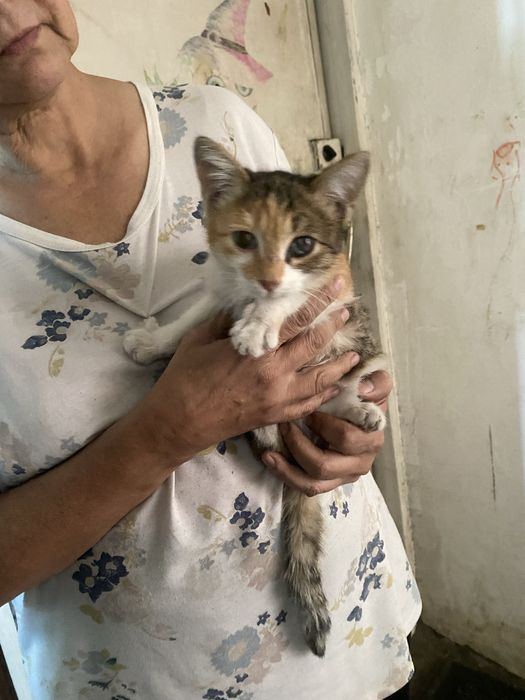Отдаю котенка девочку. Месяца 3 от роду.