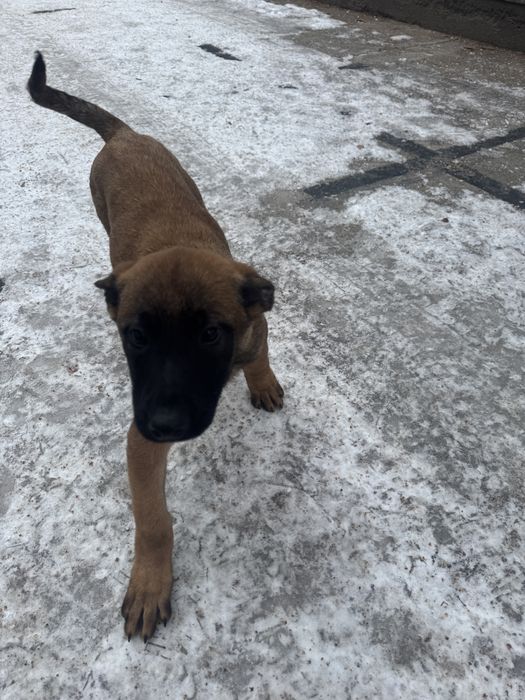 Малинуа , бельгийская овчарка