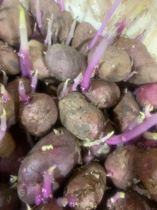 Продам семенную картошку (красный, светло/жёлтый)
