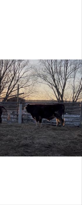 Продам быка продам бычка