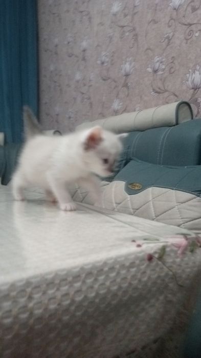 Мушук сотилади Скоттиш Страйт