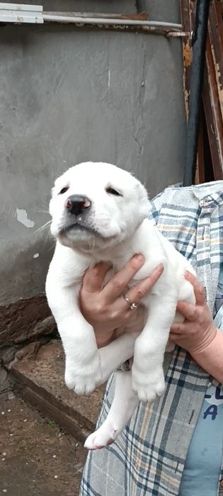 Алабай # мальчик #