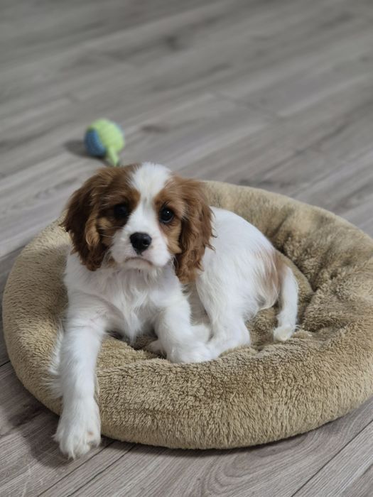 Cavalier king charles