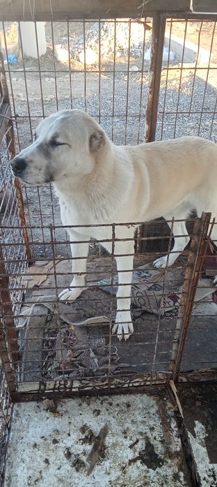 Продам сабака Алабай