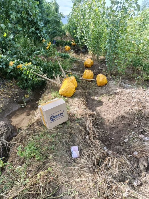 Тополь пирамидальный (Populus pyramidalis)
