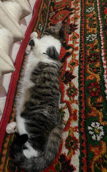 Срочно продается кошка