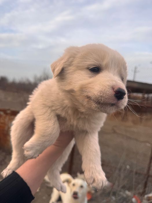Щенки в добрые руки